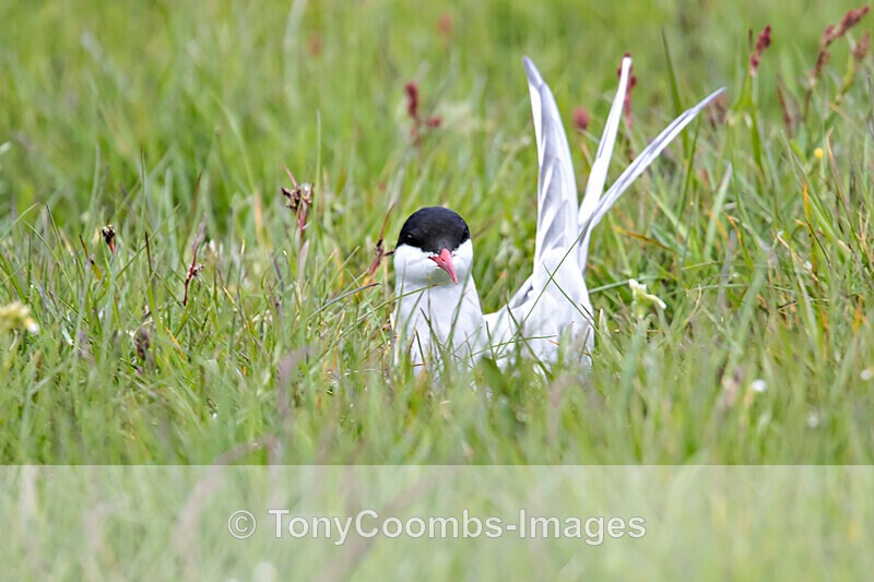 Arctic Tern  (nesting) - Iceland