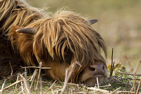 ' TEENAGER ', Highland cow, Isle of Mull, Scotland - FAVOURITES WILDLIFE GALLERY. Selected images from the wildlife collections.