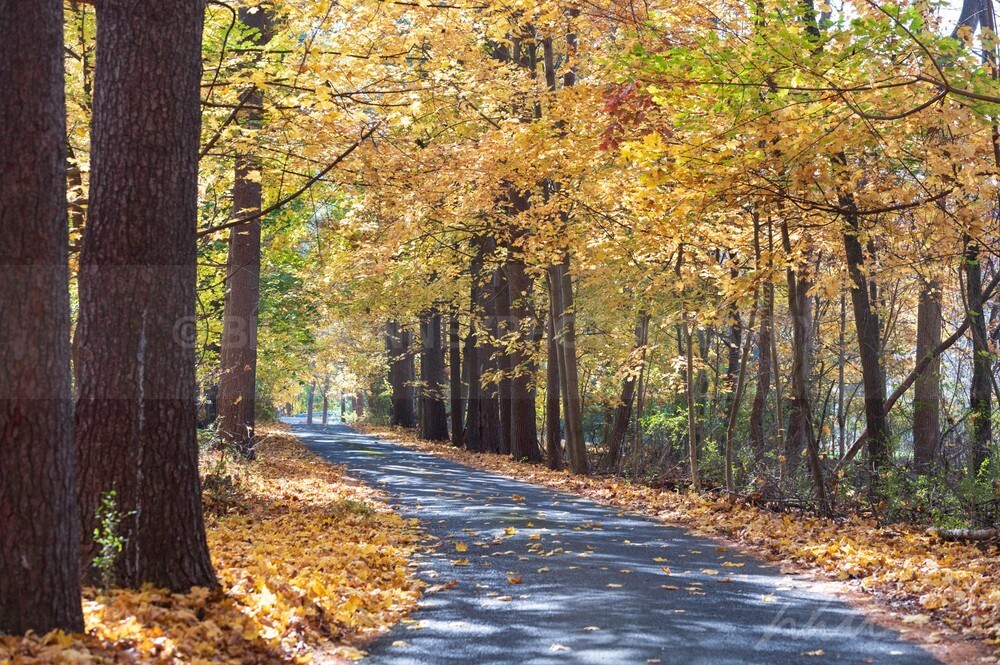 DSC_8598 - Autumn