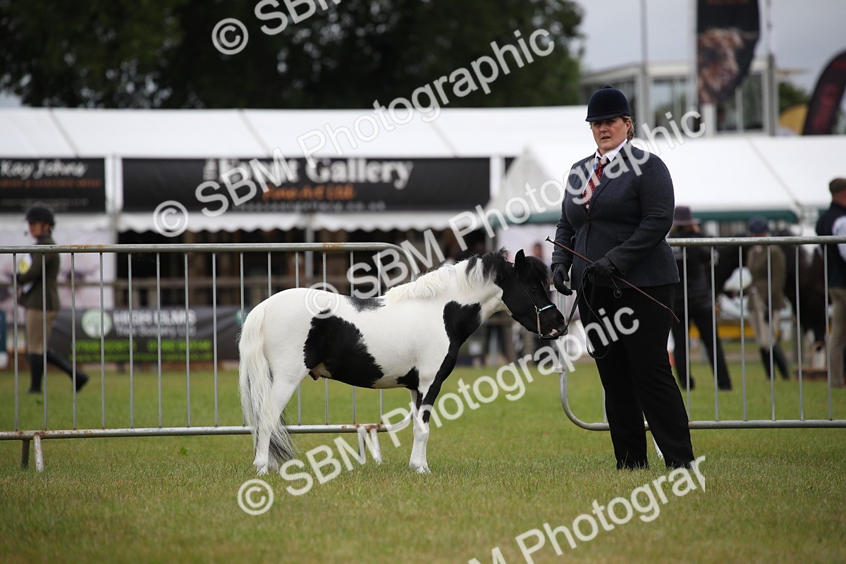 SBM_03733 - Class 23-25 - British Miniature Horse of the Year
