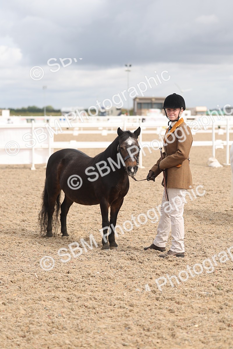 SBM_04555 - Class 19 - Horse/Pony Judge would most like to take home
