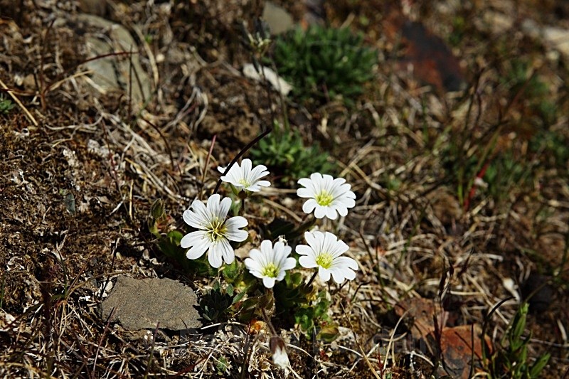 Arctic Mouse-Ear Chickweed 2700 - Summer time
