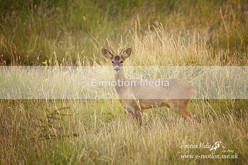 130620 -0017ab - Nature