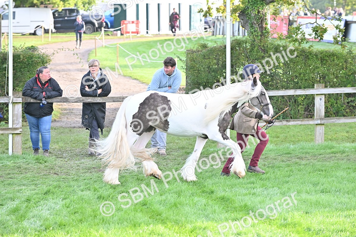 SBM_55339 - S44 - Youngstock In Hand