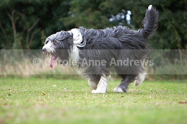  - Tendring Agility Group- St Osyth Summer Fete