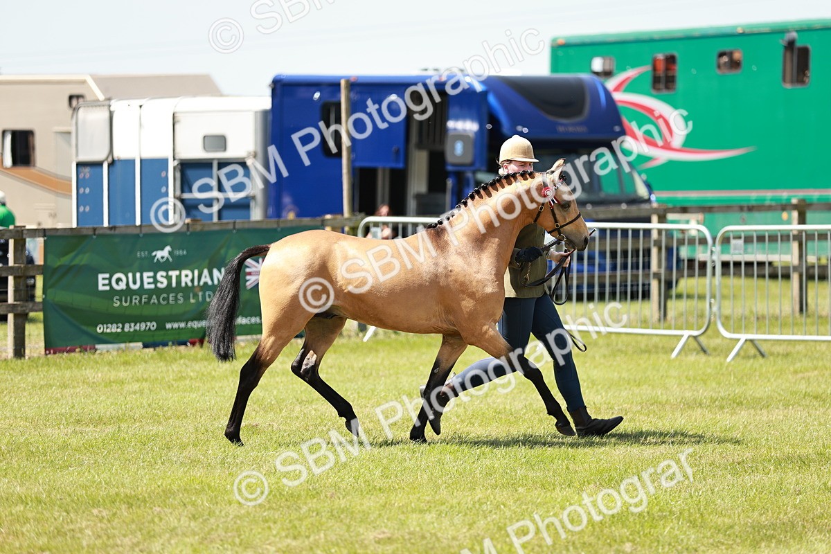SBM_05564 - Class 41-45 - Riding Pony-Hunter Pony Breeding