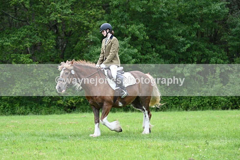 WJ7_4504 - Class 14B Prettiest Mare