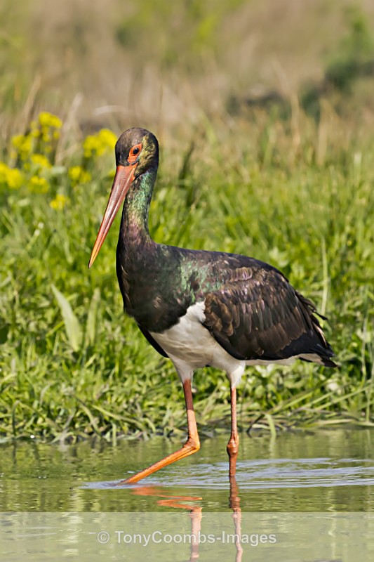Black Stork - Egret & Stork Hide