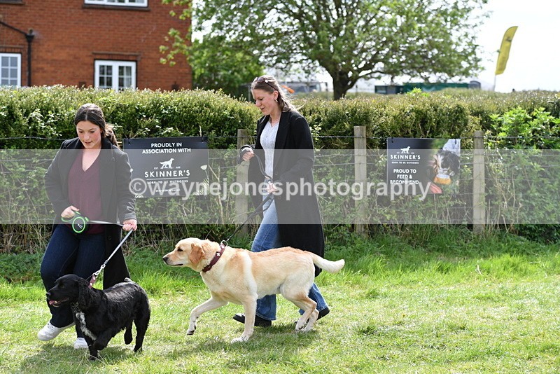 WJ5_9837 - Class 3 Most Handsome Dog