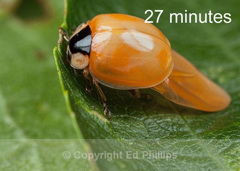 Harlequin Ladybird - Harmonia axyridis (Harlequin Ladybird)