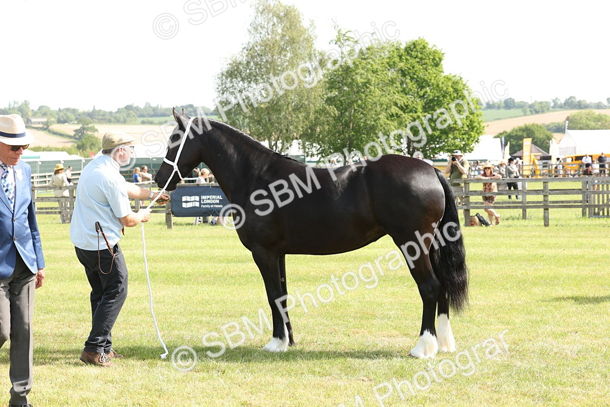 SBM_02249 - Class 6-13 - Mountatin and Moorland In Hand Welsh Breeds