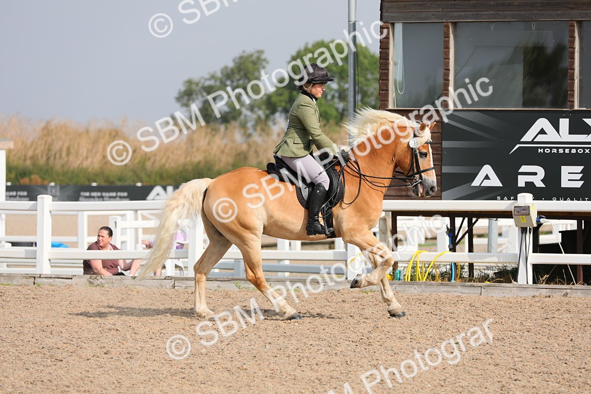 SBM_11427 - Class 305 Ridden Foreign Breeds- Pure Bred