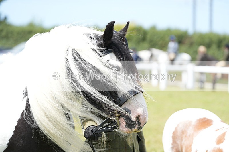 DSC06951 - Class 60: Coloured Pony 4yrs & over