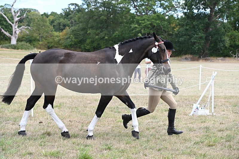 WJ6_5875 - Class 19 In-hand Veterans (Uploaded correct folder)