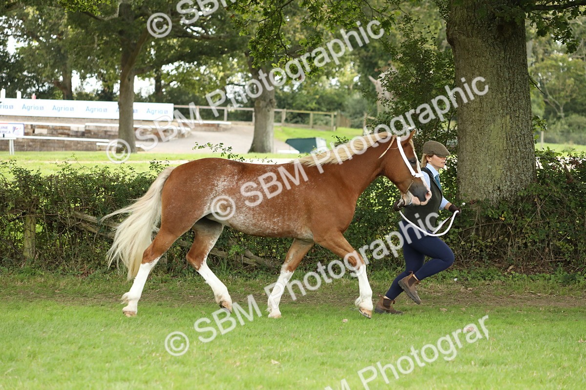 SBM_65394 - S47 - Mountain & Moorland In Hand Large Breeds