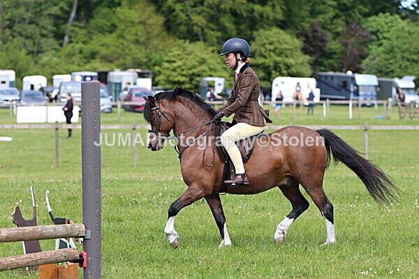IMG_3436 - Working Hunter