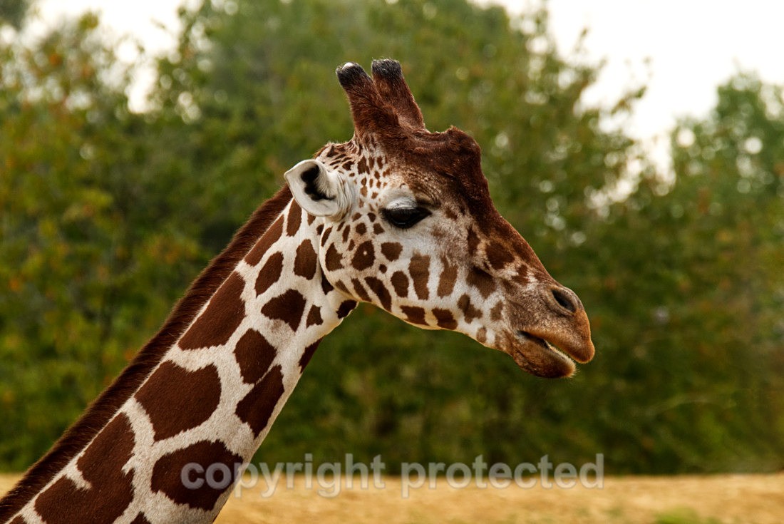 Nzuri - Wildlife Vets International