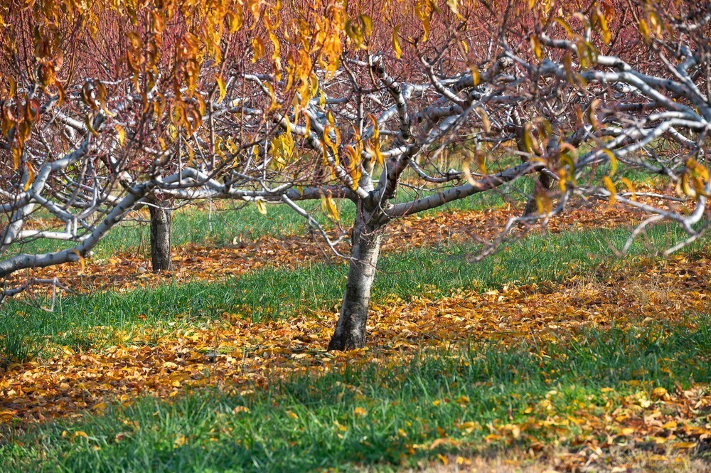 DSC_8374 - Autumn