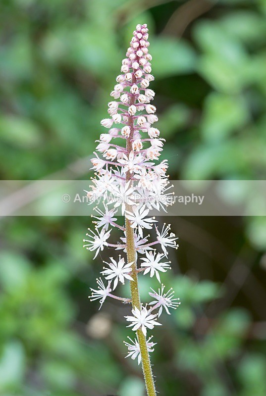 190420-untitled-1L4A0917-Edit - Plants & Flowers