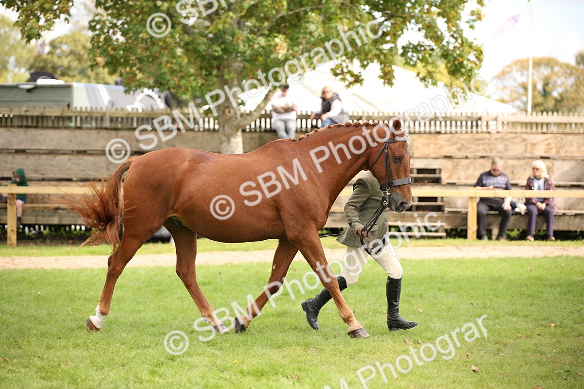 SBM_46388 - S25 - Mature Veteran In Hand