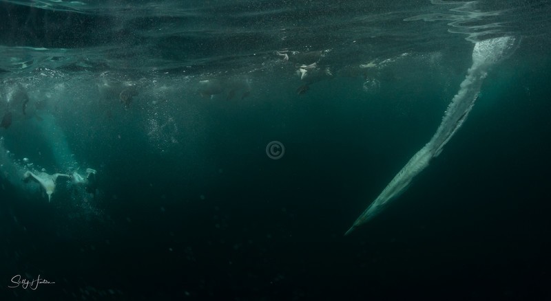 Gannets Underwater 8