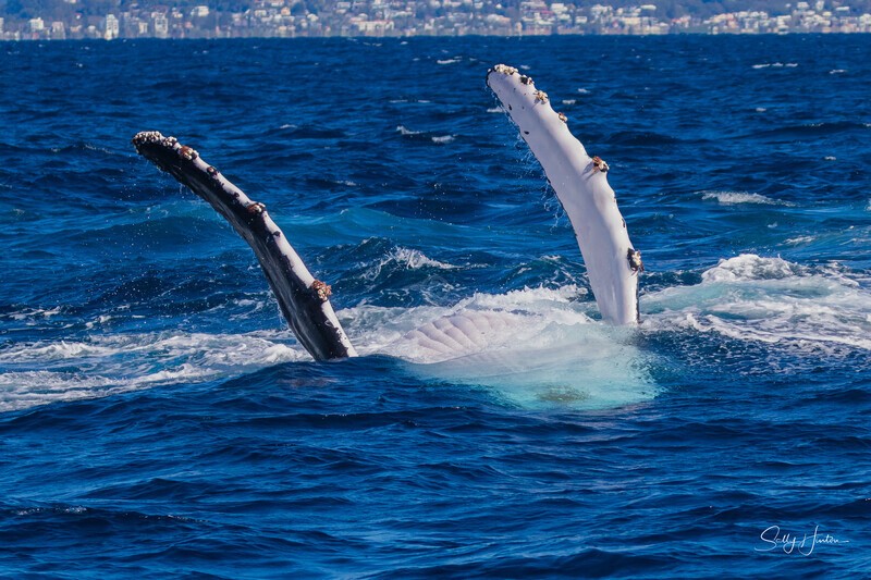 Upside-down Humpback. 0A3A2908 - 2025 Whales