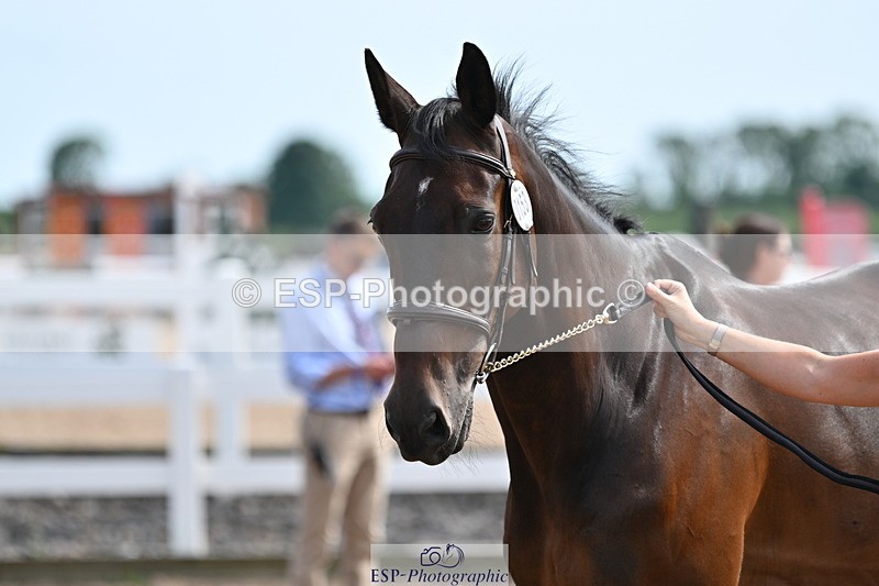 240717A-161533-03391 - Trot Up 4pm to 5pm