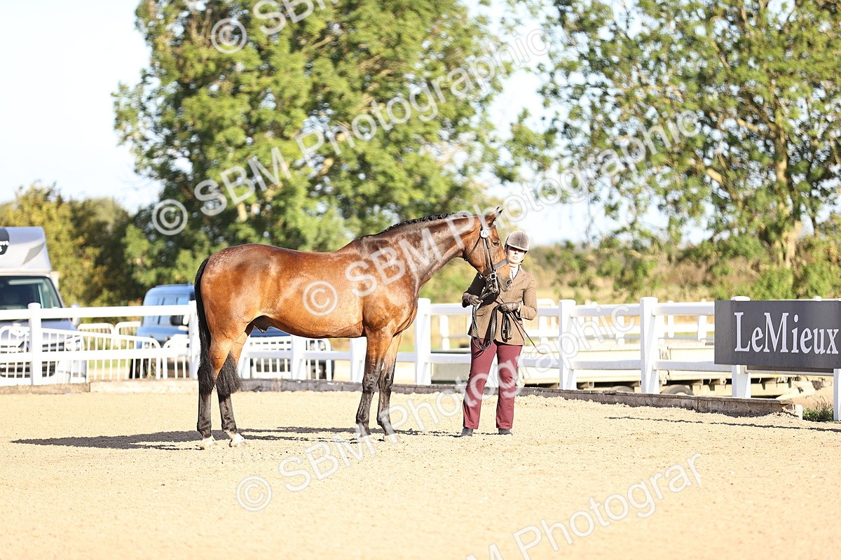 SBM_08341 - Class 401 - IH Veteran Horse
