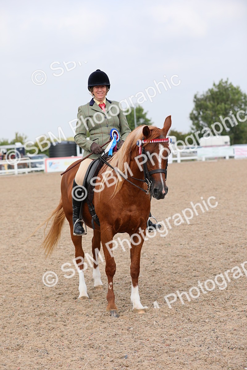 SBM_11479 - Class 305 Ridden Foreign Breeds- Pure Bred