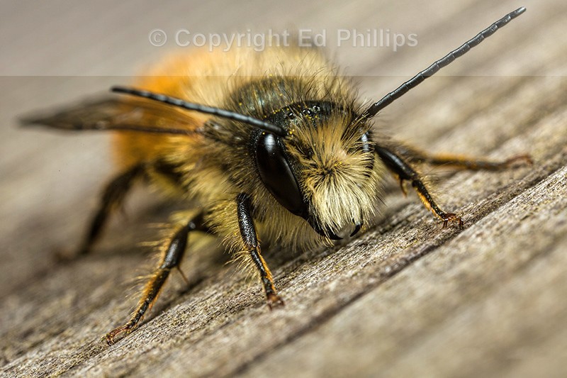 Osmia bicornis (m)