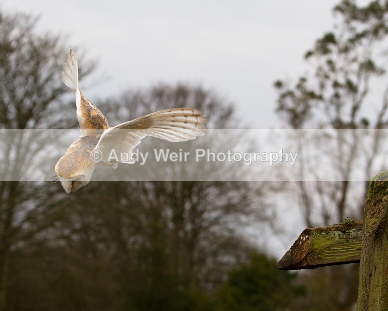 20110312-IMG_1976-124 - Barn Owl