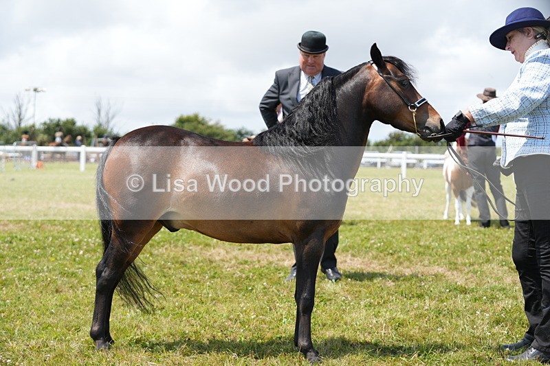 DSC06607 - Class 57: Miniature Horse 4yrs & over