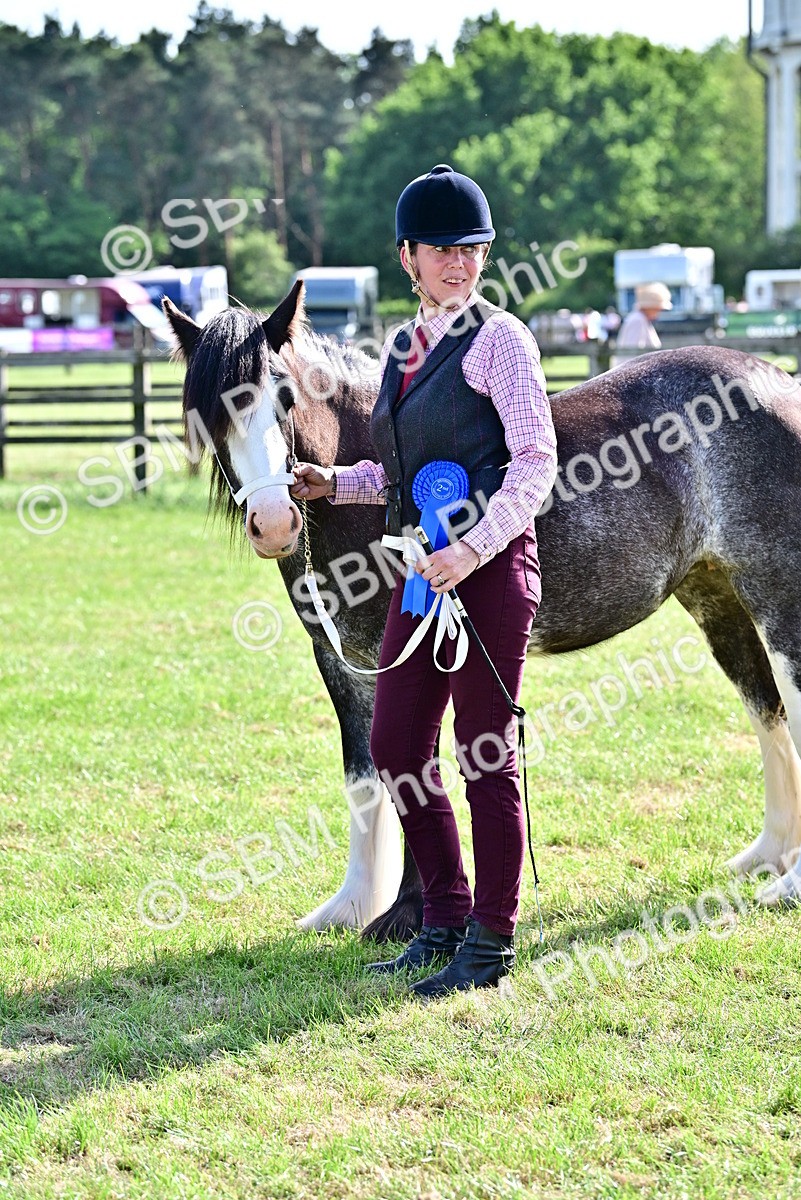 SBM_10059 - Class 63-65 - Traditional Gypsy Cobs In Hand & Ridden