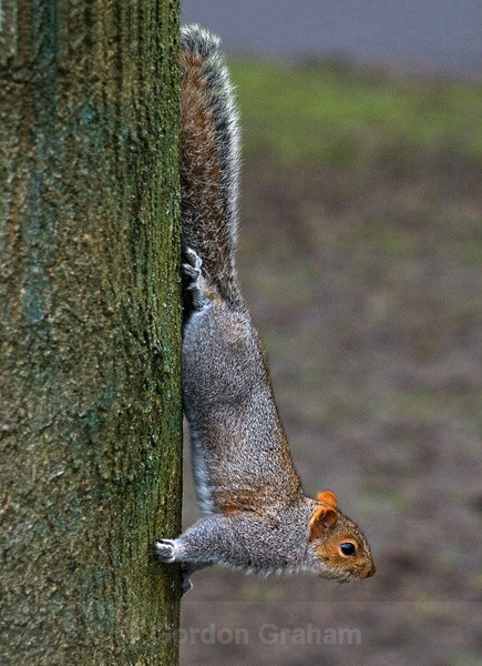 Grey Squirrel (2) - Wildlife