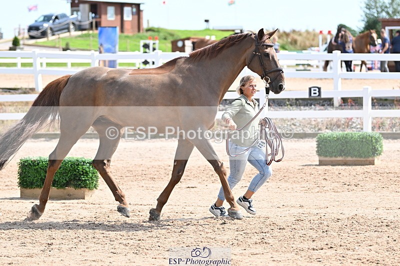 240717A-151129-02631 - Trot Up 3pm to 4pm