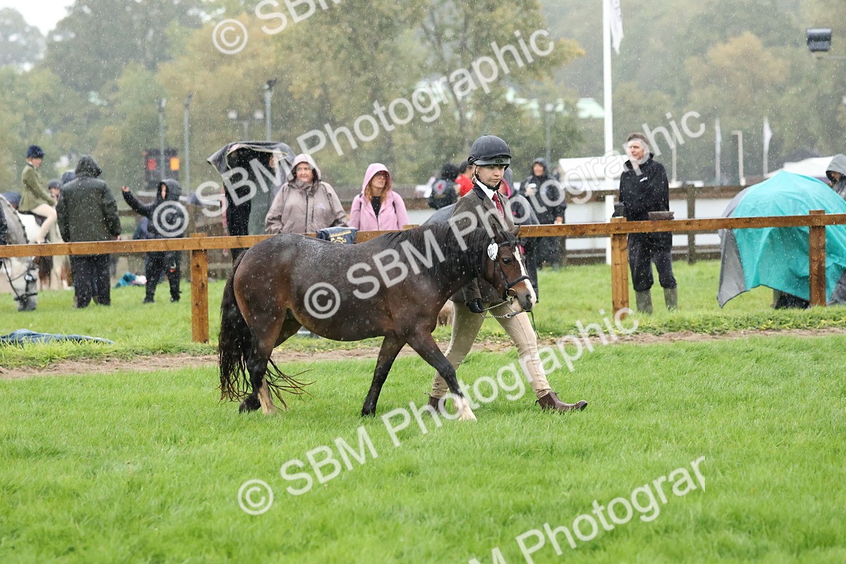 SBM_35332 - S10 - Best In Hand Horse & Pony