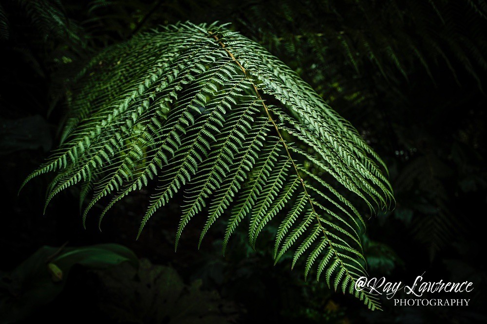 Fern Lost Gardens of Heligan-RLP33747 - Close to Home