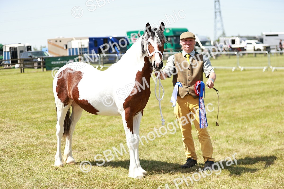 SBM_05534 - Class 41-45 - Riding Pony-Hunter Pony Breeding