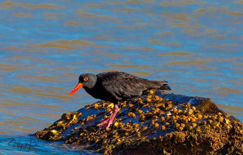 Sooty Oyster Catcher 4