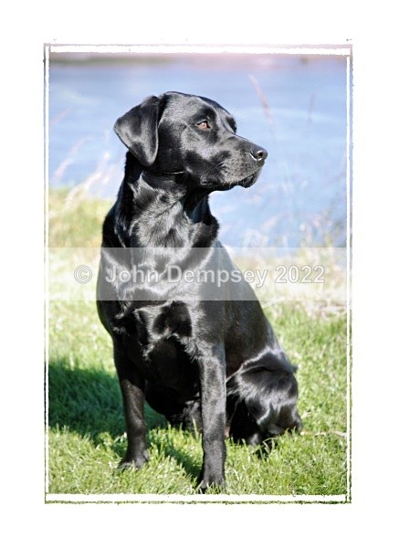 A Smart Lab F - Walking the Dog