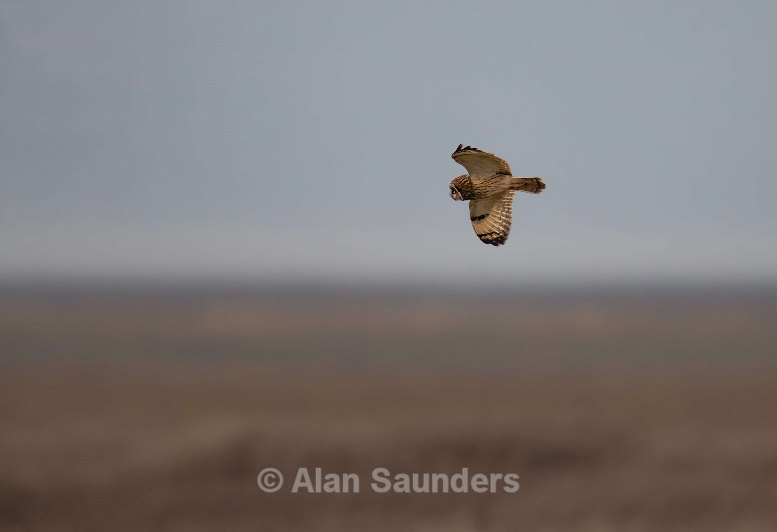 Short Eared Owl