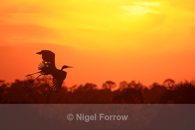 Great Egret flying to roost, Viera Wetlands, Florida - Great Egret