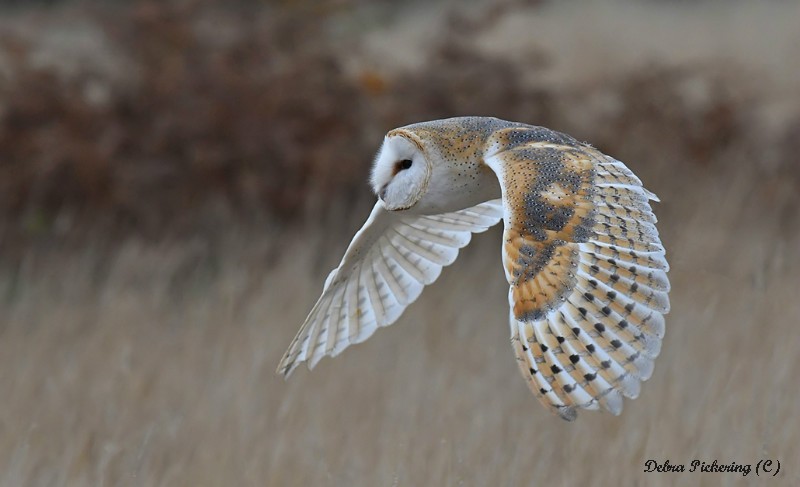 Barn owl - Owls