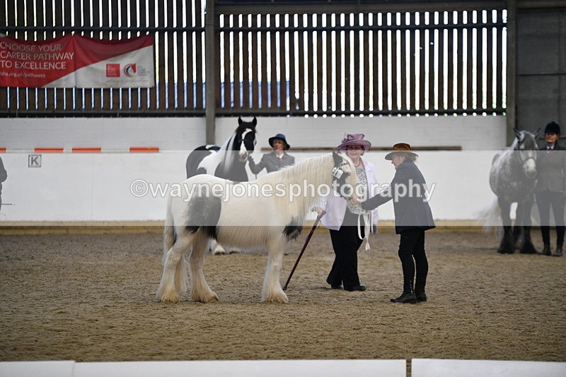 WJ5_5441 - Class 8 In hand cob