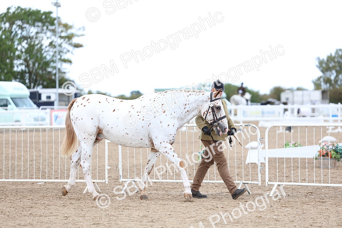 SBM_05005 - Class 27 - IH Competition Horse or Pony