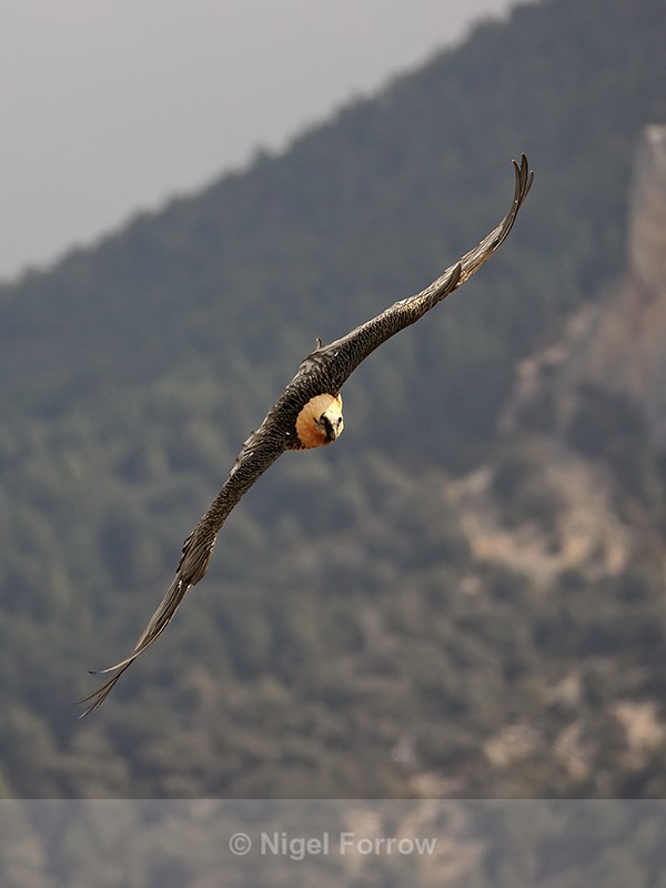 Lammergeier turning in flight, Catalonia, Spain - Lammergeier
