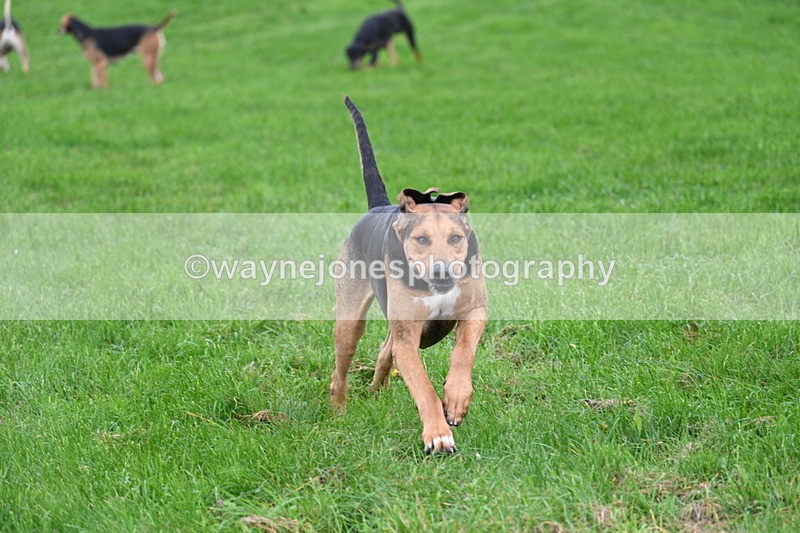 WJ7_8845 - Meet Staff & Hounds