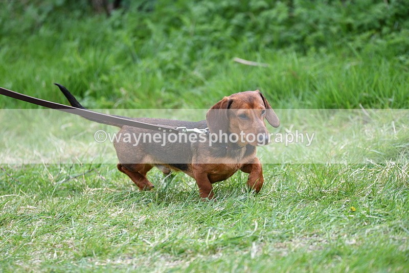 WJ5_9469 - Class 3 Most Handsome Dog