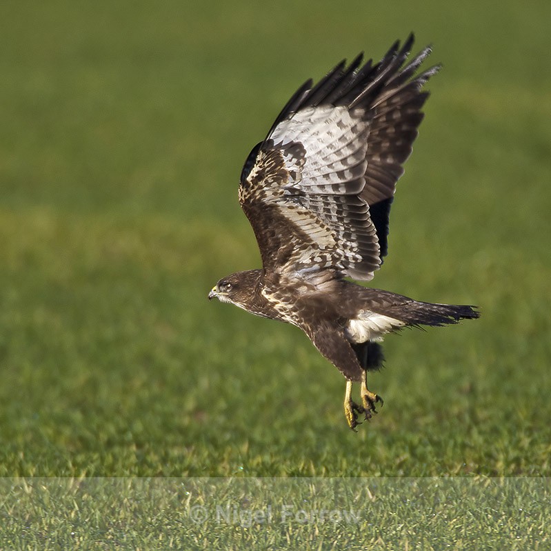 Buzzard takes off from a field - Buzzard