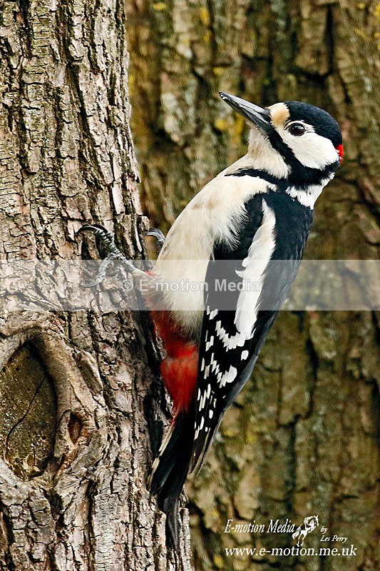 Gt Spotted Woodpecker 160415 a - Nature